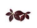 Rosalia Bloom Earrings